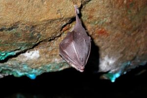 Atlas de la biodiversité communale d’Isola – Nuit de la chauve-souris